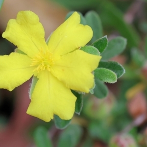 Hibbertia obtusifolia at Pambula Beach, NSW - 22 Dec 2022