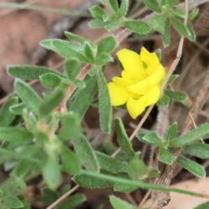 Hibbertia obtusifolia at Pambula Beach, NSW - 22 Dec 2022