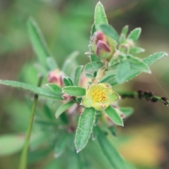 Hibbertia obtusifolia at Pambula Beach, NSW - 22 Dec 2022 11:09 AM