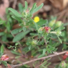 Hibbertia obtusifolia at Pambula Beach, NSW - 22 Dec 2022 11:09 AM