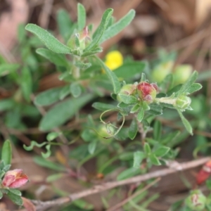 Hibbertia obtusifolia at Pambula Beach, NSW - 22 Dec 2022 11:09 AM