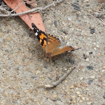 Vanessa kershawi (Australian Painted Lady) at Pambula Beach, NSW - 22 Dec 2022 by KylieWaldon