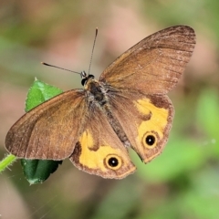 Hypocysta metirius (Brown Ringlet) at Ben Boyd National Park - 22 Dec 2022 by KylieWaldon