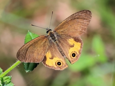 Hypocysta metirius (Brown Ringlet) at Pambula Beach, NSW - 22 Dec 2022 by KylieWaldon