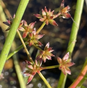 Juncus prismatocarpus at Wollogorang, NSW - 20 Dec 2022 04:57 PM