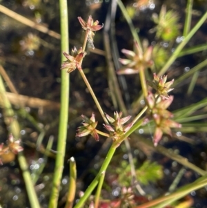 Juncus prismatocarpus at Wollogorang, NSW - 20 Dec 2022 04:57 PM