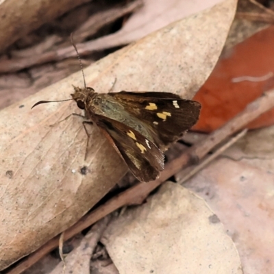 Toxidia doubledayi (Lilac Grass-skipper) at Pambula Beach, NSW - 22 Dec 2022 by KylieWaldon