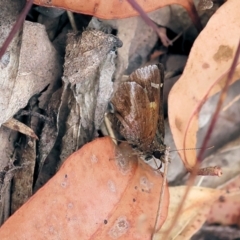 Toxidia doubledayi (Lilac Grass-skipper) at Ben Boyd National Park - 22 Dec 2022 by KylieWaldon