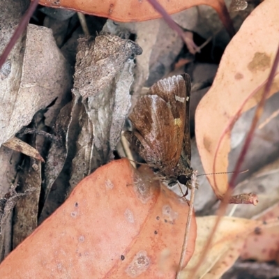 Toxidia doubledayi (Lilac Grass-skipper) at Ben Boyd National Park - 22 Dec 2022 by KylieWaldon