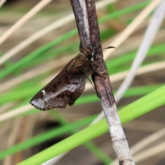 Toxidia doubledayi at Pambula Beach, NSW - 22 Dec 2022 11:49 AM