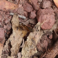 Toxidia doubledayi at Pambula Beach, NSW - 22 Dec 2022