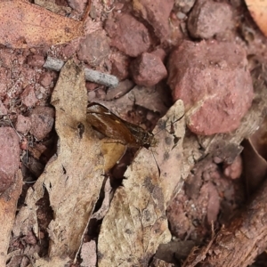 Toxidia doubledayi at Pambula Beach, NSW - 22 Dec 2022 11:49 AM