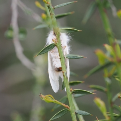 Trichiocercus (genus) (A Noctuid moth) at Kosciuszko National Park - 13 Dec 2022 by RAllen