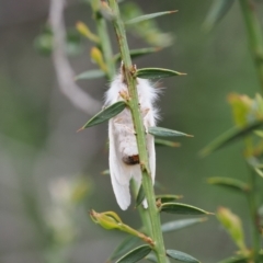 Trichiocercus (genus) at Kosciuszko National Park, NSW - 13 Dec 2022 05:00 PM