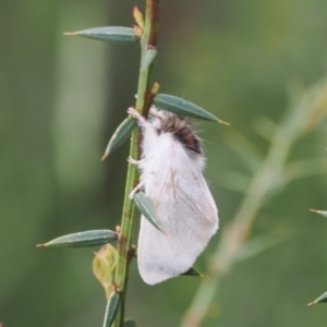 Trichiocercus (genus) at Kosciuszko National Park, NSW - 13 Dec 2022 05:00 PM