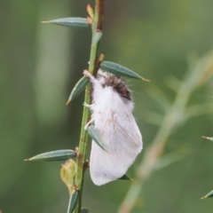 Trichiocercus (genus) at Kosciuszko National Park, NSW - 13 Dec 2022