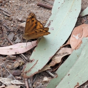 Heteronympha merope at Pambula Beach, NSW - 22 Dec 2022