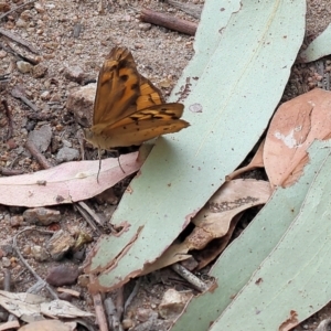 Heteronympha merope at Pambula Beach, NSW - 22 Dec 2022 10:48 AM