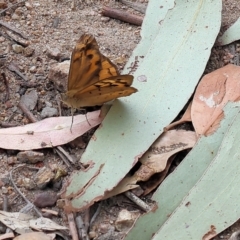 Heteronympha merope (Common Brown Butterfly) at Pambula Beach, NSW - 21 Dec 2022 by KylieWaldon
