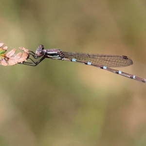 Austrolestes leda at Pambula Beach, NSW - 22 Dec 2022