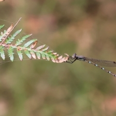 Austrolestes leda at Pambula Beach, NSW - 22 Dec 2022 11:31 AM