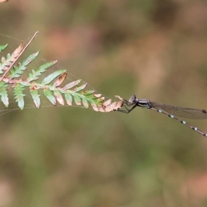 Austrolestes leda at Pambula Beach, NSW - 22 Dec 2022