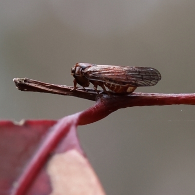 Unidentified Cicada (Hemiptera, Cicadoidea) at Pambula Beach, NSW - 22 Dec 2022 by KylieWaldon