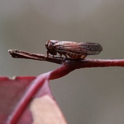 Galanga labeculata at Pambula Beach, NSW - 22 Dec 2022 by KylieWaldon