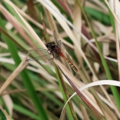 Diplacodes melanopsis at Pambula Beach, NSW - 22 Dec 2022