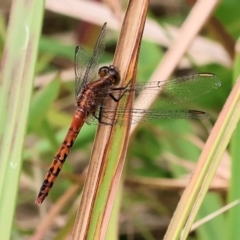 Diplacodes melanopsis at Pambula Beach, NSW - 22 Dec 2022