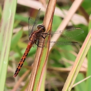 Diplacodes melanopsis at Pambula Beach, NSW - 22 Dec 2022