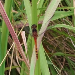 Diplacodes melanopsis at Pambula Beach, NSW - 22 Dec 2022