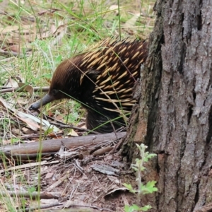 Tachyglossus aculeatus at Pambula Beach, NSW - 22 Dec 2022