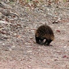 Tachyglossus aculeatus at Pambula Beach, NSW - 22 Dec 2022