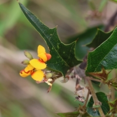 Podolobium ilicifolium (prickly shaggy-pea) at Ben Boyd National Park - 22 Dec 2022 by KylieWaldon