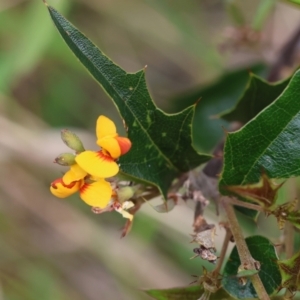 Podolobium ilicifolium at Pambula Beach, NSW - 22 Dec 2022