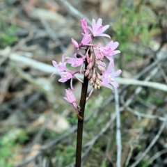 Dipodium roseum (Rosy Hyacinth Orchid) at Pambula Beach, NSW - 22 Dec 2022 by KylieWaldon