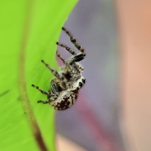 Salticidae (family) at Pambula Beach, NSW - 22 Dec 2022 11:17 AM