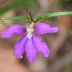 Scaevola ramosissima (Hairy Fan-flower) at Ben Boyd National Park - 22 Dec 2022 by KylieWaldon