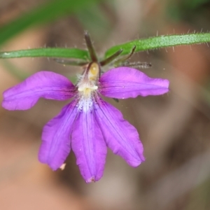 Scaevola ramosissima at Pambula Beach, NSW - 22 Dec 2022