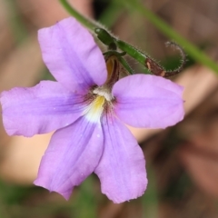 Scaevola ramosissima at Pambula Beach, NSW - 22 Dec 2022