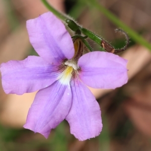 Scaevola ramosissima at Pambula Beach, NSW - 22 Dec 2022