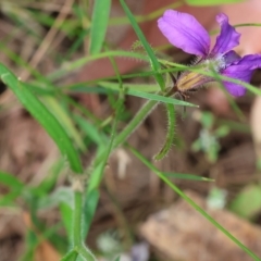 Scaevola ramosissima at Pambula Beach, NSW - 22 Dec 2022