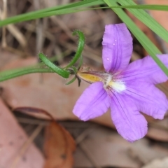 Scaevola ramosissima at Pambula Beach, NSW - 22 Dec 2022