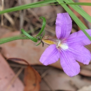 Scaevola ramosissima at Pambula Beach, NSW - 22 Dec 2022