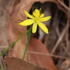 Tricoryne elatior (Yellow Rush Lily) at Pambula Beach, NSW - 22 Dec 2022 by KylieWaldon