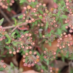 Pomax umbellata (A Pomax) at Pambula Beach, NSW - 22 Dec 2022 by KylieWaldon