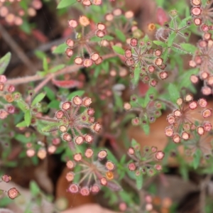 Pomax umbellata at Pambula Beach, NSW - 22 Dec 2022