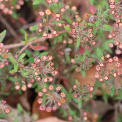 Pomax umbellata (A Pomax) at Ben Boyd National Park - 22 Dec 2022 by KylieWaldon