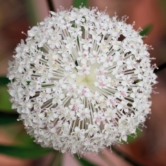 Trachymene composita var. composita at Ben Boyd National Park - 22 Dec 2022 by KylieWaldon